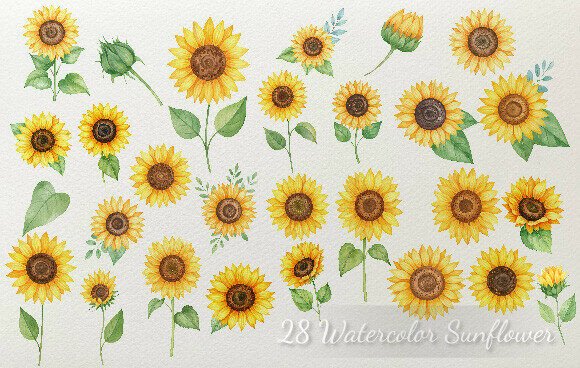 Download 28 Watercolor Sunflower Elements Color - Flower Collection