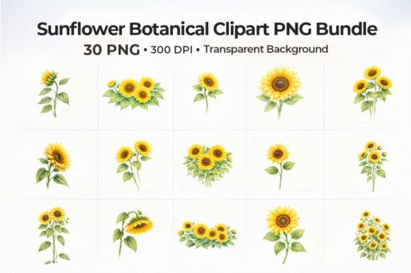 Download 30+sunflower-botanical-clipart-png-bundl - Flower Collection