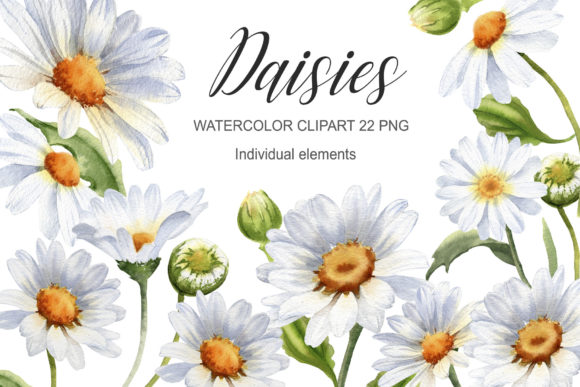 Download Watercolor Daisy Flower Clipart - Flower Collection