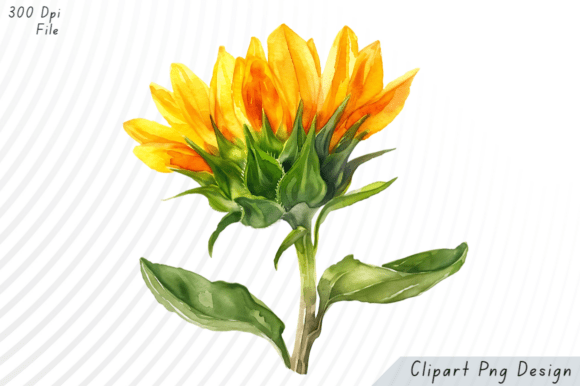 Download Watercolor Sunflower Clipart - Flower Collection