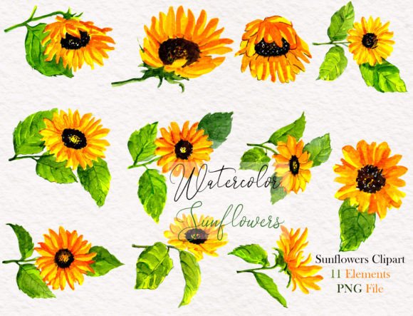 Download Watercolor Sunflower Elements Clipart - Flower Collection